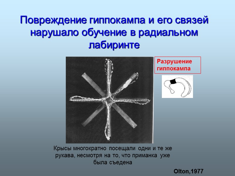 Повреждение гиппокампа и его связей нарушало обучение в радиальном лабиринте Olton,1977 Разрушение гиппокампа Крысы
